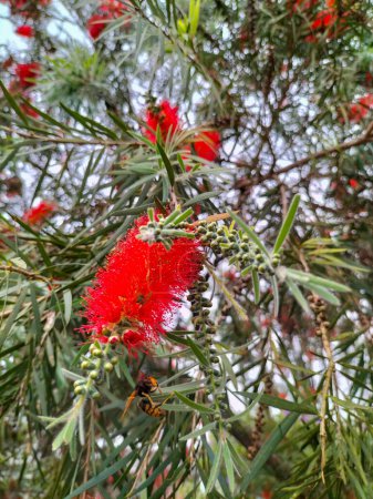 Photo for Close-up. A beautiful red flowers with green leaves background. Bottle Brush tree. Callistemon speciosus inflorescence during flowering with sky background. - Royalty Free Image