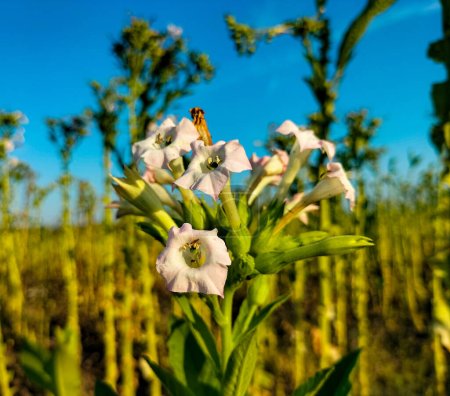 Aus nächster Nähe. Blühende Tabakpflanzen auf der Tabakfarm. Tabakblumen mit blauem Himmel Hintergrund.
