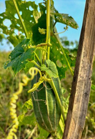 Photo for Growing in the fields of sponge gourd. Luffa cylindrica (Sponge gourd, Smooth loofah, Vegetable sponge, Gourd towel). Selective focus. - Royalty Free Image