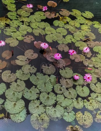 Selective focus. A vast pond, a perfect nature, is blossoming.