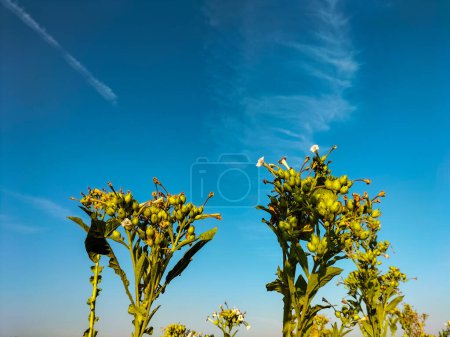 Flowering tobacco plant on tobacco field background, Indonesia. Tobacco big leaf crops growing in tobacco plantation field. Selective focus.