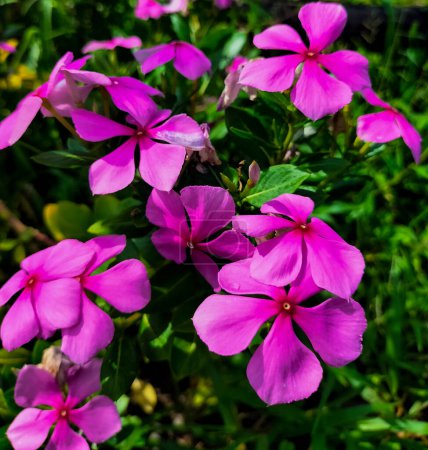 Vinca flower is blooming. The flowers come in a variety of colors such as pink, dark pink and white arranged in clusters. Flowers have delicate petals. Watercress flower.