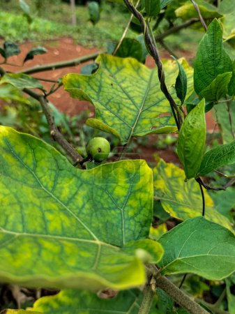 Baya de pavo delicada y lista para comer en el árbol. Solanum torvum Sw o Solanum 