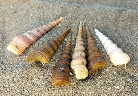 Six shells splash on the beach in the late morning. Turritella Terebra, species of sea snail from Turritellidae. Close-up.