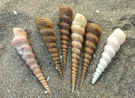 Seis conchas chapotean en la playa al final de la mañana. Turritella Terebra, especie de caracol de mar de Turritellidae. Primer plano.