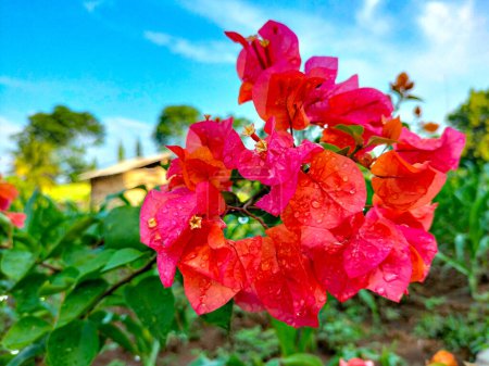 Las flores de Bougenville también se llaman flores de papel porque la textura de la vaina de flores es muy delgada, casi como el papel. Flores de bougenville rosadas con fondo de cielo azul.
