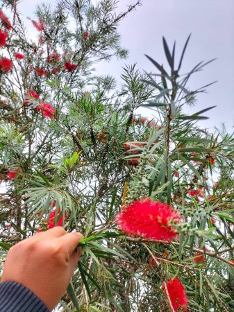 Photo for Close-up. A beautiful red flowers with green leaves background. Bottle Brush tree. Callistemon speciosus inflorescence during flowering with sky background. - Royalty Free Image