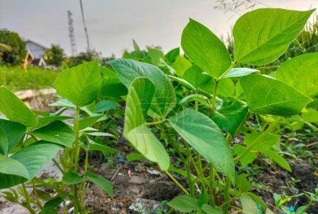 Photo for Closeup view of small green Pea plants, natural plants in garden. - Royalty Free Image