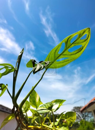 Monstera Adansonii (Janda Bolong Pflanze). Berühmte Zimmerpflanze. Familie der Araceae. Schöne Pflanze isoliert auf blauem Himmel Hintergrund.