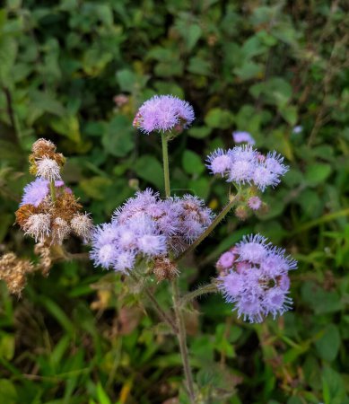 Closeup view of purple flowers in bloom in the yard. White weed or billygoat weed (Ageratum conyzoides) grow on tropical area.