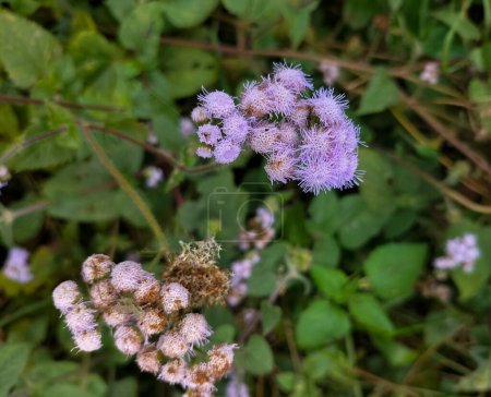Closeup view of purple flowers in bloom in the yard. White weed or billygoat weed (Ageratum conyzoides) grow on tropical area.