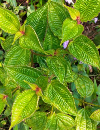 Selektiver Fokus. Saftig grüne Blätter in einem tropischen Regenwald bilden ein einzigartiges natürliches Muster und neue Blattknospen scheinen gelblich zu blühen. Seychellen Natur. Insel Mahé. Dans-Gallas-Weg.