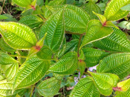 Selektiver Fokus. Saftig grüne Blätter in einem tropischen Regenwald bilden ein einzigartiges natürliches Muster und neue Blattknospen scheinen gelblich zu blühen. Seychellen Natur. Insel Mahé. Dans-Gallas-Weg.