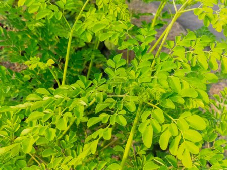 Closeup view of moringa green leaves on nature background.
