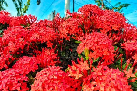 Schöne rote Rubiaceae-Blüten blühen an einem sonnigen Tag im Garten. Selektiver Fokus.