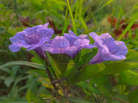 Selective focus. Ruellia tuberosa plant and flowers its take for medicine to in Indonesia. Plant gets morning sun light.