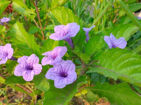 Enfoque selectivo. Ruellia tuberosa planta y flores su toma para la medicina en Indonesia. planta consigue luz del sol de la mañana.