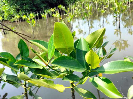 Collection of small mangrove plant in Central Java, Indonesia. Selective focus.