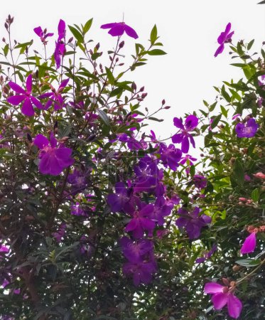 Foto de Primer plano. Flor de mi jardín con hermosa hoja. Fondo de naturaleza. - Imagen libre de derechos