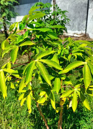 Leaves of cassava plant. Cassava is the third largest source of food carbohydrates in the tropics after rice and maize.
