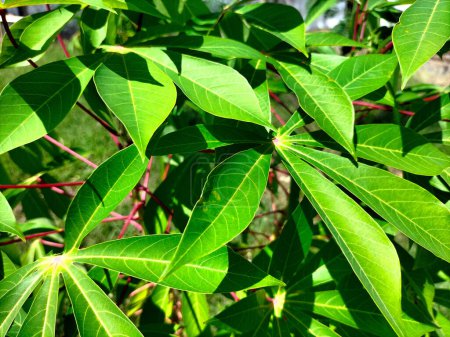 Leaves of cassava plant. Cassava is the third largest source of food carbohydrates in the tropics after rice and maize.