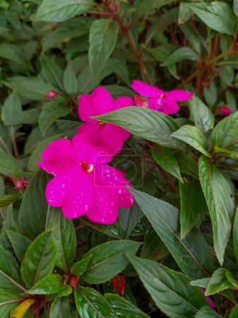 Closeup view of Purple Impatiens. Busy Lizzie (Impatiens Walleriana) also known as Balsam, Sultana or Impatiens in Kendal city, Central Java, Indonesia.