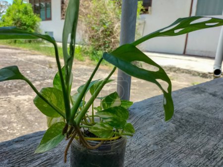 Monstera Adansonii (Janda Bolong Pflanze). Berühmte Zimmerpflanze. Familie der Araceae. Schöne Pflanze isoliert auf blauem Himmel Hintergrund.
