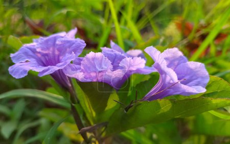Enfoque selectivo. Ruellia tuberosa planta y flores su toma para la medicina en Indonesia. planta consigue luz del sol de la mañana.