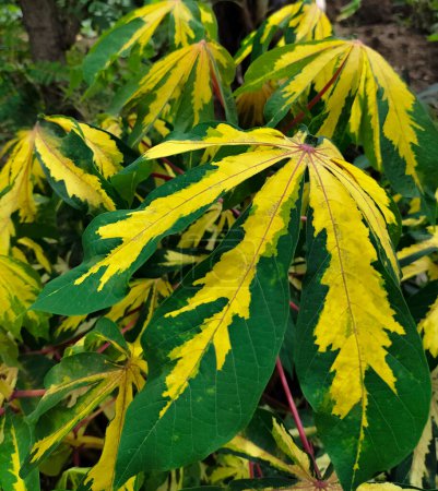 Selective focus. Colorful yellow and green leaves of cassava plant in the garden.