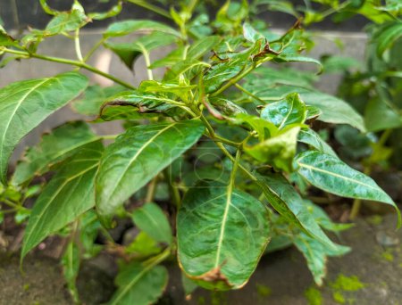 Closeup view of small chili plants. Growing paprika plants. Top view of chili pepper plants still without fruit. Farming. Plantation. Leaves. Outdoor. Spicy. Organic. Food. Natural.