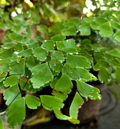 Selektiver Fokus. Grüne Blätter von Adiantum Raddianum Fern im Garten. Unscharfer natürlicher Hintergrund.