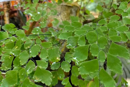 Selektiver Fokus. Grüne Blätter von Adiantum Raddianum Fern im Garten. Unscharfer natürlicher Hintergrund.