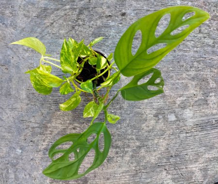 Nahaufnahme. Eine Art Zimmerpflanze, diese Janda Bolong Pflanze, heutzutage lieben es viele Menschen, während einer Pandemie grüne Pflanzen in ihr Haus zu setzen.