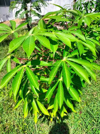 Green cassava leaves Close up photo.