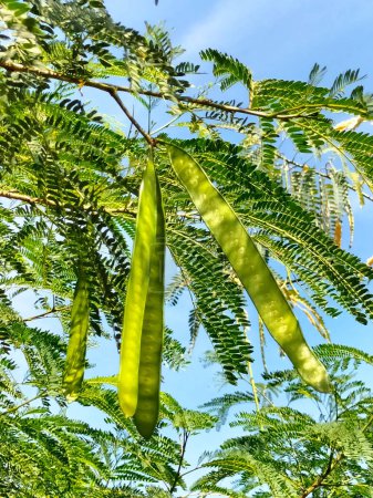 Nahaufnahme. Leucaena leucocephala, petai selong oder petai cina ist eine Art Strauch aus dem Stamm der Fabaceae, der oft zur Landbegrünung oder zur Erosionsprävention verwendet wird..
