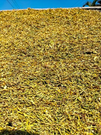 Closeup view of dried smoking tobacco. Drying tobacco leaves in the sun, Indonesia.