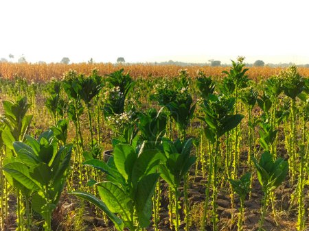 Flowering tobacco plant on tobacco field background, Indonesia. Tobacco big leaf crops growing in tobacco plantation field. Selective focus.