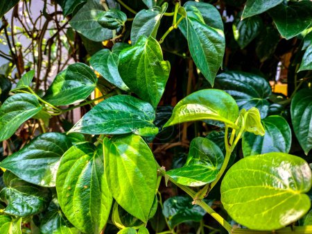View of Daun Sirih or Betel leaves creeping on a colored wall with green leaves in the shape of love. Betel leaves are herbal leaves that are commonly used for traditional medicine in Indonesia. 