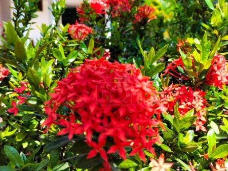 Closeup view of red Ixora coccinea flowers blooming in garden with green natural background. Selective focus.