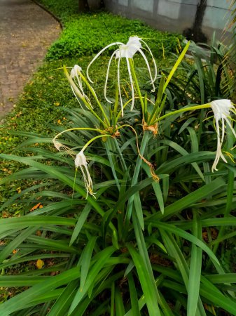 Beach spider lily or Hymenocallis littoralis, is a white ornamental flower resembling a spider.
