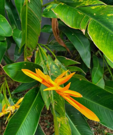 Seitenansicht. Heliconia psittacorum (Papageienblume): Ein schöner und farbenfroher Strauß, aufrechte Blütenstände, orange und gelb.