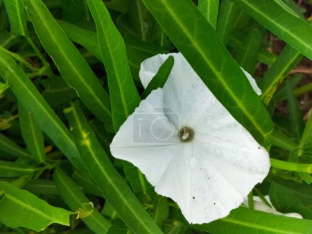 Closeup view of Ipomoea alba or white water spinach flower. White morning glory or moonflower or moon vine use for agriculture and food items. 