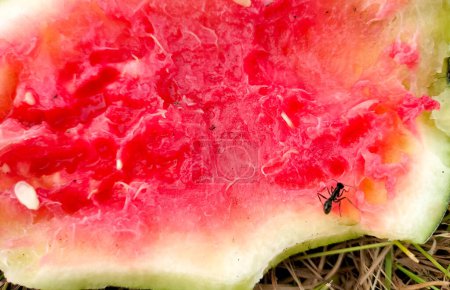 Closeup view of a Peeled watermelon and black ants on it.