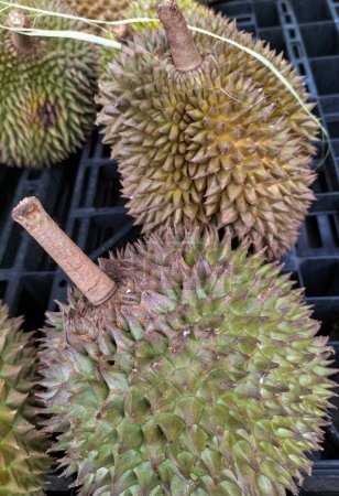 Enfoque selectivo de la fruta duriana. Fruta sana tropical tropical exótica amarilla madura con espigas listas para comer.