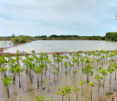Collection of small mangrove plant in Central Java, Indonesia. Selective focus.