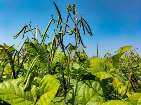 Selektiver Fokus. Kacang hijau. Schoten. Grüne Bohnen. Mungbohnen (Vigna radiata) Pflanze, in Kendal Regency, Indonesien. Fast geerntete grüne Bohnen mit blauem Himmel Hintergrund.