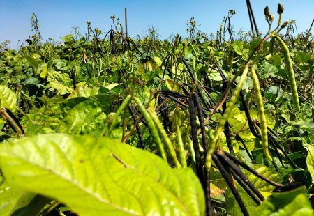 Selektiver Fokus. Kacang hijau. Schoten. Grüne Bohnen. Mungbohnen (Vigna radiata) Pflanze, in Kendal Regency, Indonesien. Fast geerntete grüne Bohnen mit blauem Himmel Hintergrund.