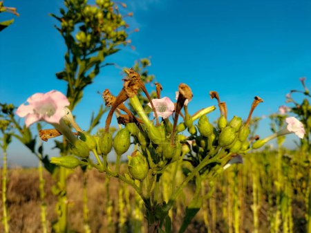 Nicotiana-Blumen oder Tabakblumen im verschwommenen Hintergrund des Gartens. Nicotiana alata. Jasmintabak. Selektiver Fokus.