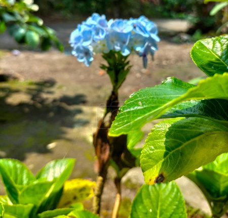 Vista de la hermosa hortensia azul (macrophylla) en Indonesia. Fondo natural borroso.