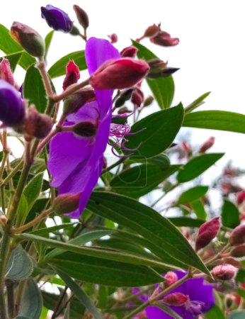 Selektiver Fokus. Pleroma semidecandrum oder Tibouchina semidecandra, die Prinzessinnenblume, Prachtstrauch oder Lasiandra. Im Garten blühen Blumen. Blüten aus dem Südosten Brasiliens.